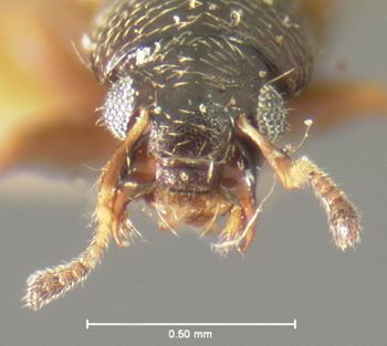 Media type: image;   Entomology 6550 Aspect: head dorsal view
